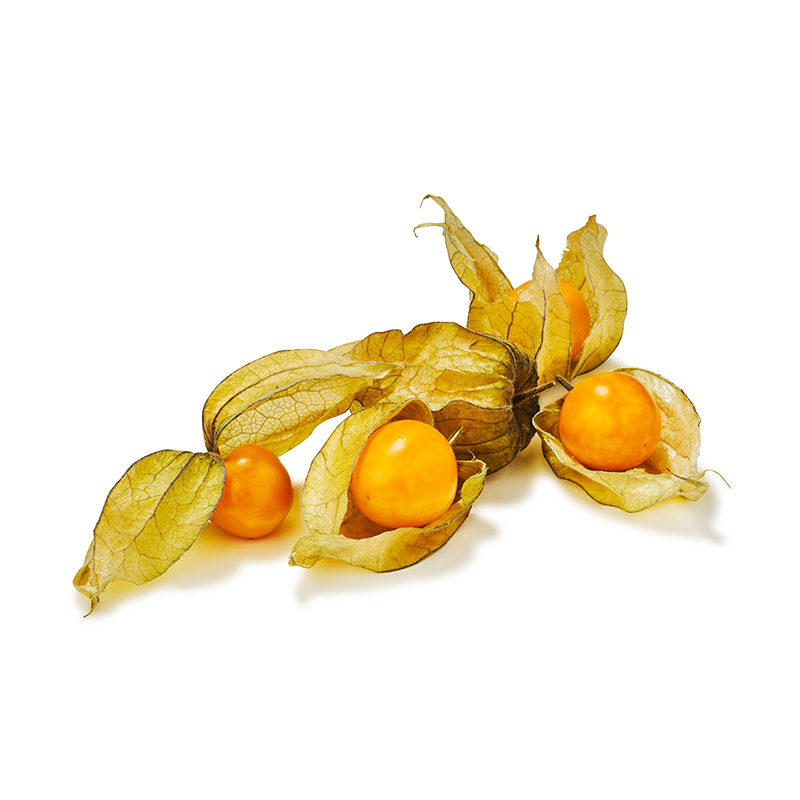 Physalis-OWN-D-