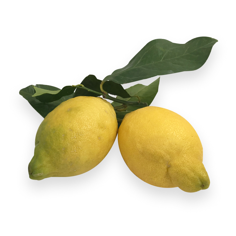 Zitrone-unbehandelt bei R-express Gastronomie Lebensmittel Grosshandel online kaufen