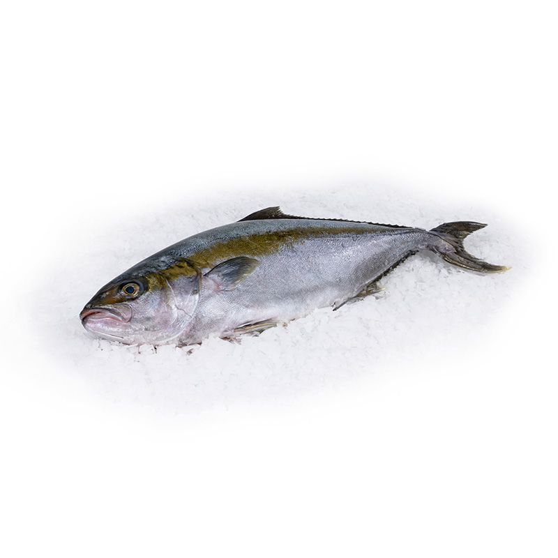 Kingfisch-2 bei R-express Gastronomie Lebensmittel Grosshandel online kaufen