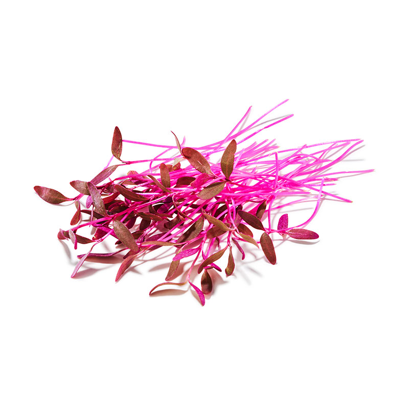 Micro-roter-Amaranth-OWN-D-