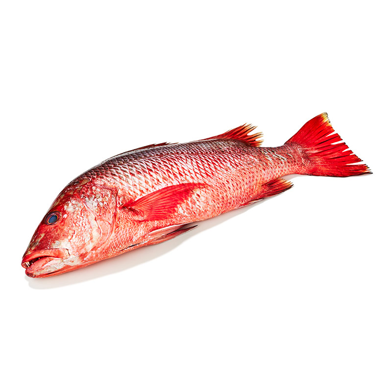 Red-Snapper-OWN-D-