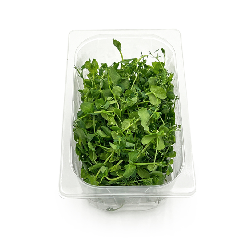 Salad-Pea-Kresse bei R-express Gastronomie Lebensmittel Grosshandel online kaufen