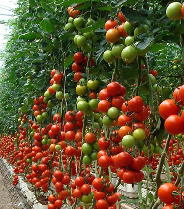 Sud´n´sol Gemüse bei R-express im Großhandel für Lebensmittel online kaufen