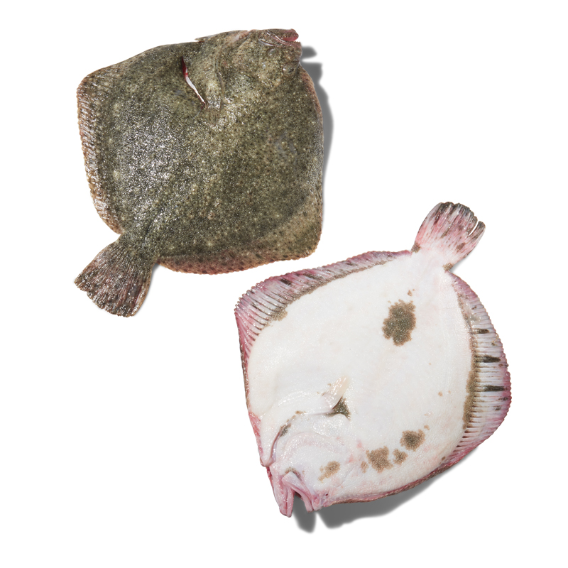 -Whole-Turbot-Farmfish bei R-express Gastronomie Lebensmittel Grosshandel online kaufen