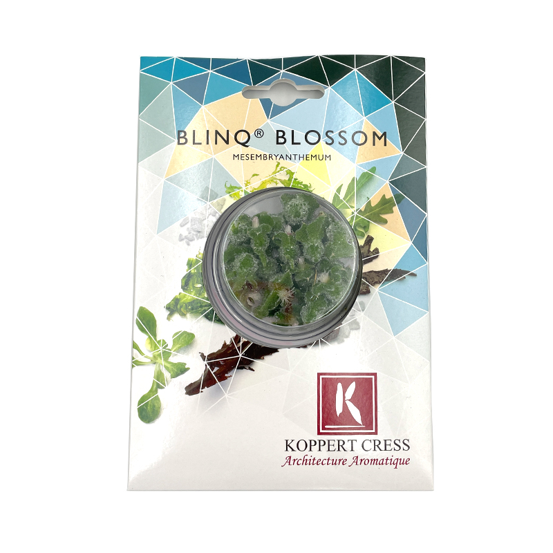 BlinQ-Blossom bei R-express Gastronomie Lebensmittel Grosshandel online kaufen
